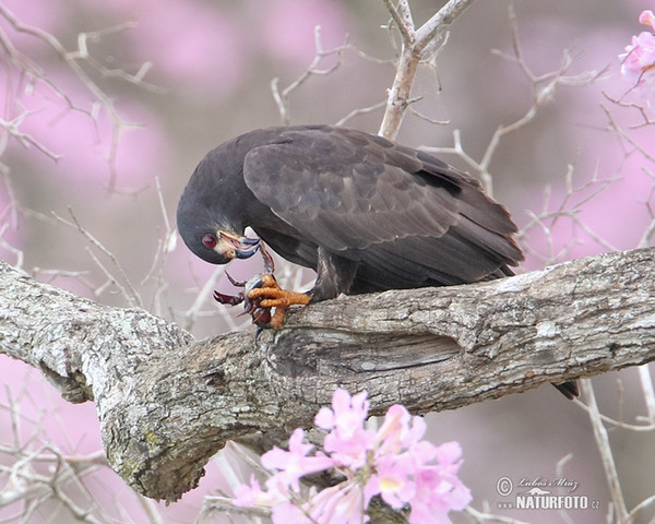 Schneckenweih (Rostrhamus sociabilis)