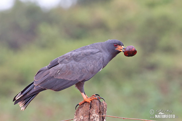 Schneckenweih (Rostrhamus sociabilis)