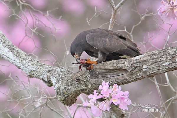 Schneckenweih (Rostrhamus sociabilis)