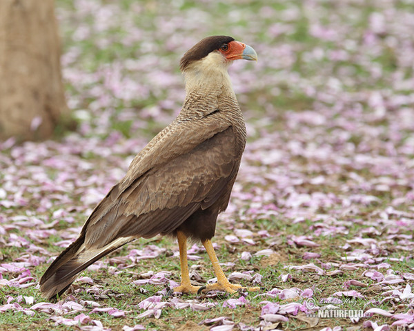 Schopfkarakara (Caracara plancus)