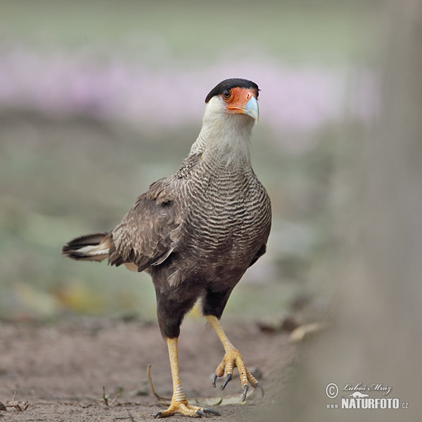 Schopfkarakara (Caracara plancus)