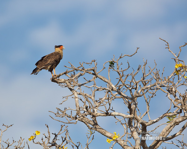 Schopfkarakara (Caracara plancus)