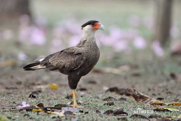 Schopfkarakara (Caracara plancus)