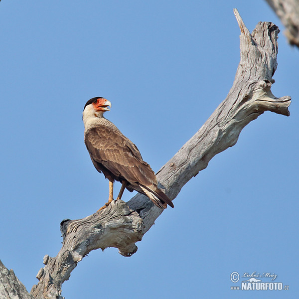 Schopfkarakara (Caracara plancus)