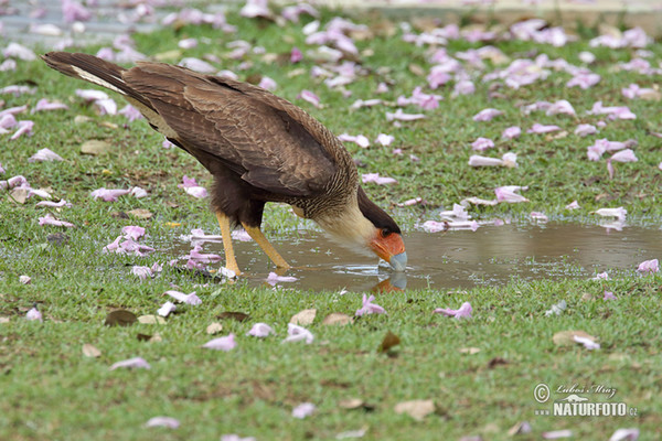 Schopfkarakara (Caracara plancus)