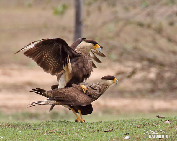 Schopfkarakara (Caracara plancus)