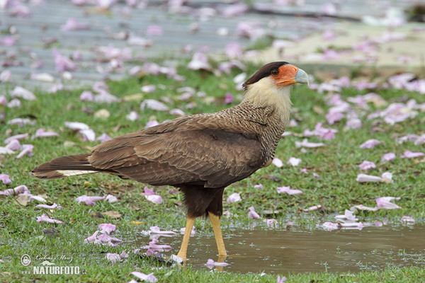 Schopfkarakara (Caracara plancus)