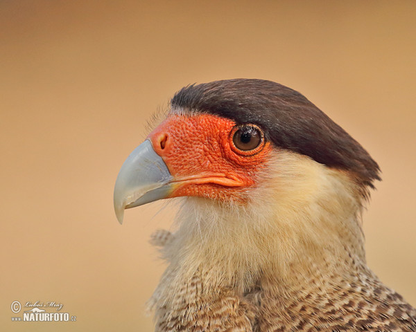 Schopfkarakara (Caracara plancus)