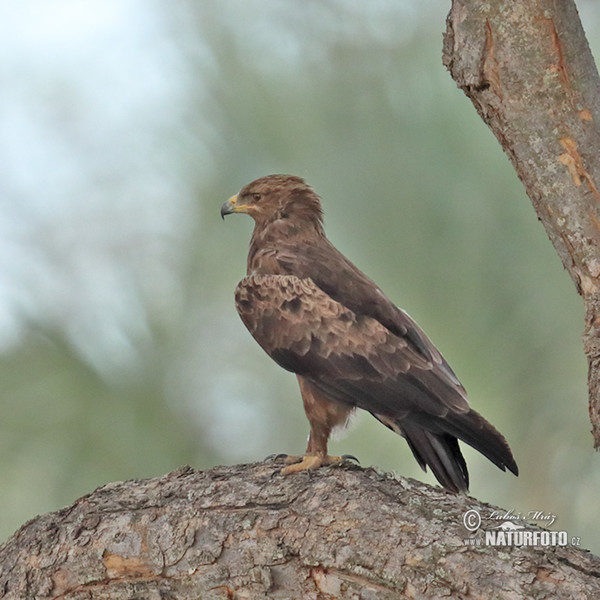 Schreiadler (Clanga pomarina)