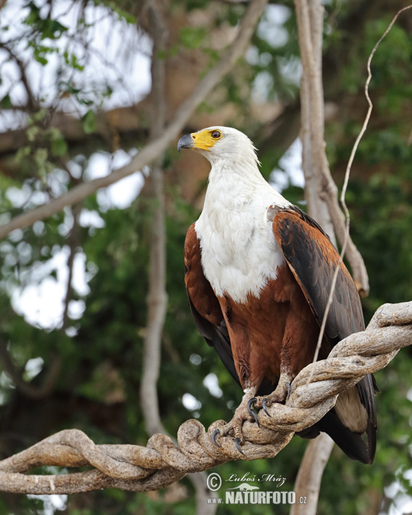 Schreiseeadler (Haliaeetus vocifer)