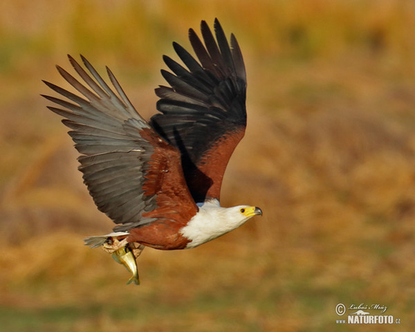 Schreiseeadler (Haliaeetus vocifer)