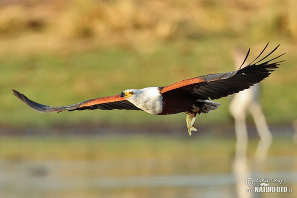 Schreiseeadler (Haliaeetus vocifer)