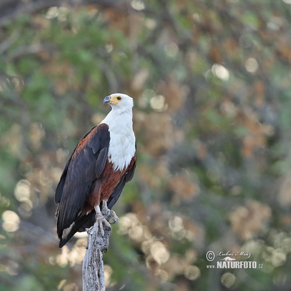 Schreiseeadler (Haliaeetus vocifer)