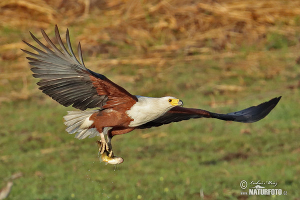 Schreiseeadler (Haliaeetus vocifer)