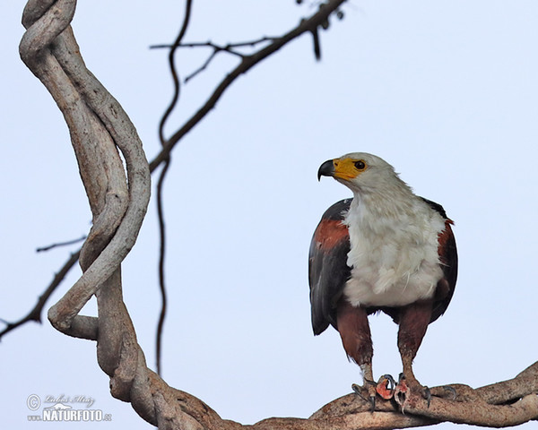 Schreiseeadler (Haliaeetus vocifer)