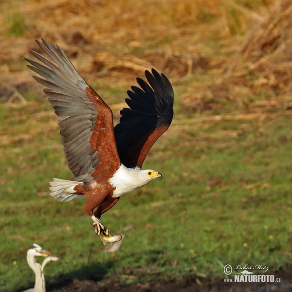 Schreiseeadler (Haliaeetus vocifer)