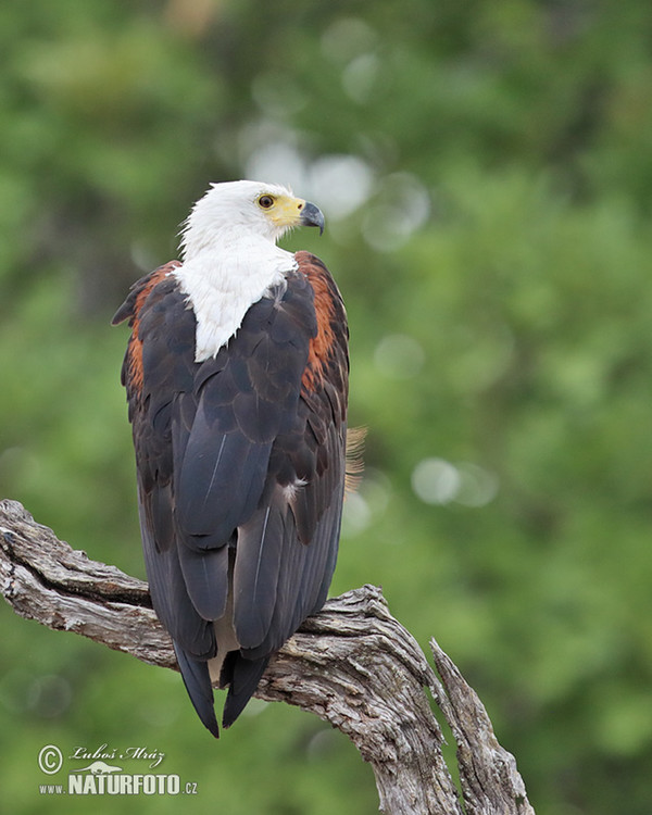 Schreiseeadler (Haliaeetus vocifer)