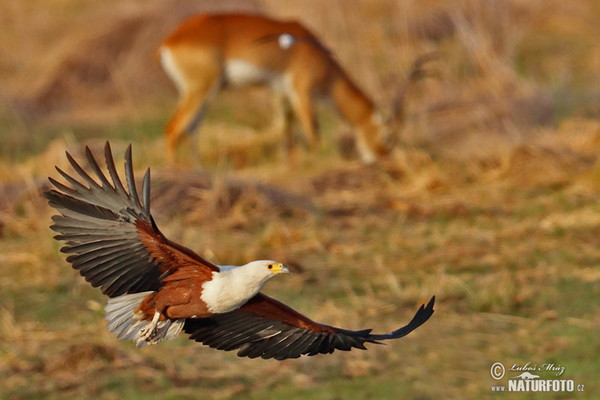 Schreiseeadler (Haliaeetus vocifer)