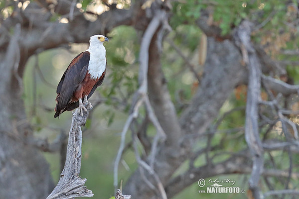 Schreiseeadler (Haliaeetus vocifer)