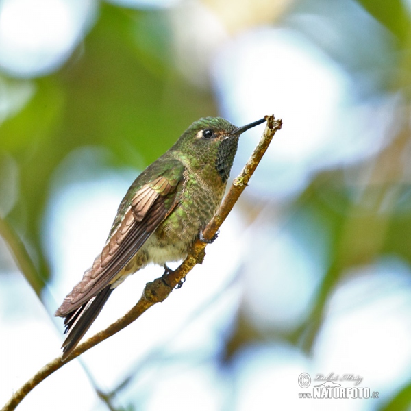 Schuppenbauch-Höschenkolibri (Haplophaedia lugens)