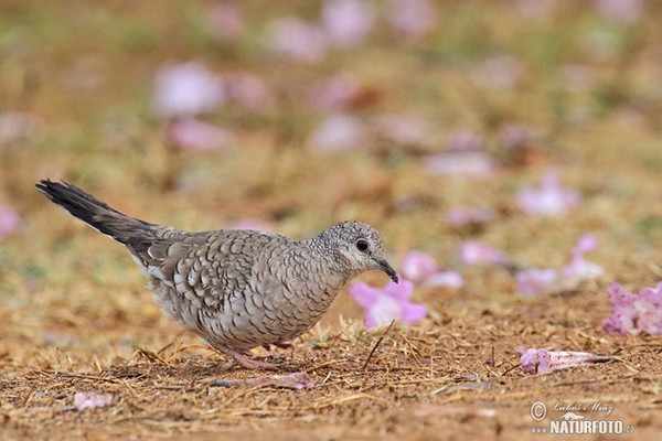 Schuppentäubchen (Columbina squammata)