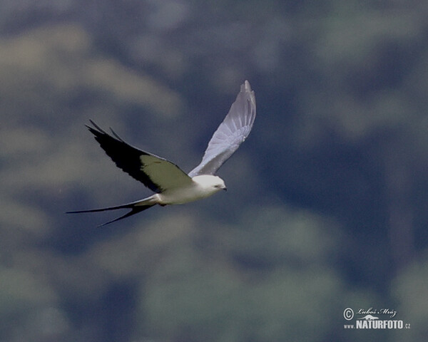 Schwalbenweih (Elanoides forficatus)