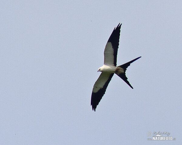 Schwalbenweih (Elanoides forficatus)