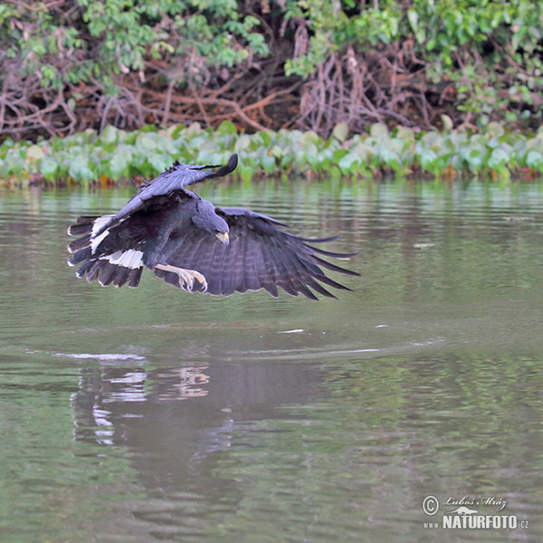 Schwarzbussard (Buteogallus urubitinga)