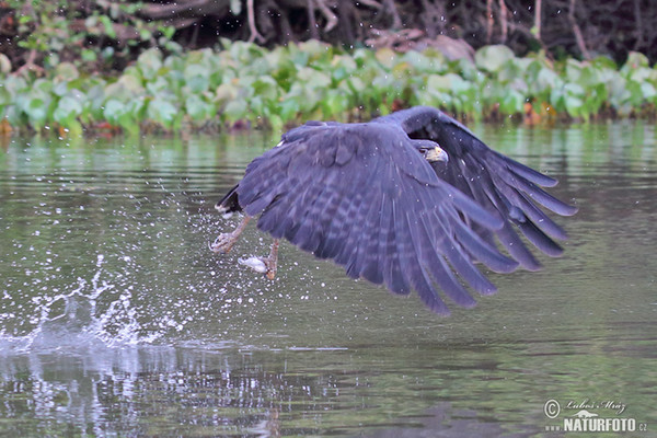 Schwarzbussard (Buteogallus urubitinga)