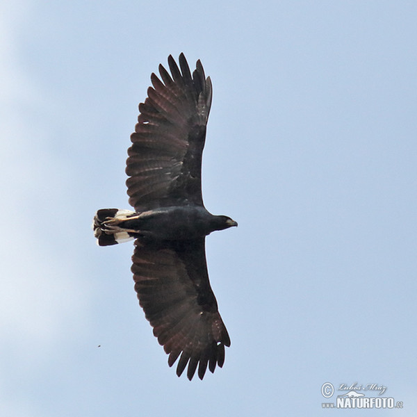 Schwarzbussard (Buteogallus urubitinga)