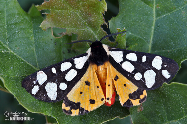 Schwarze Bär (Arctia villica)