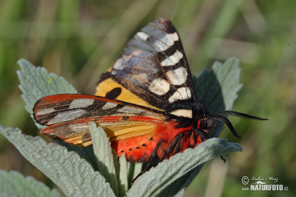 Schwarze Bär (Arctia villica)