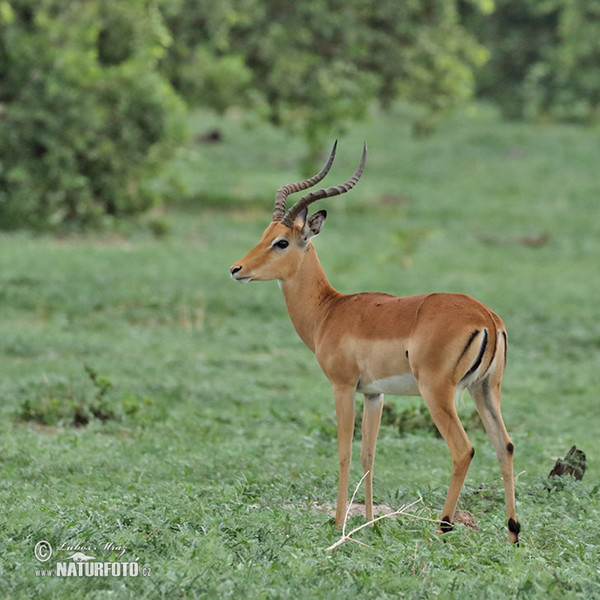 Schwarzfersenantilope (Aepyceros melampus)