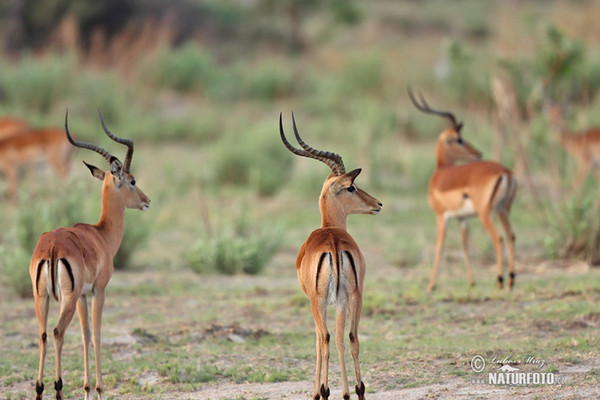 Schwarzfersenantilope (Aepyceros melampus)