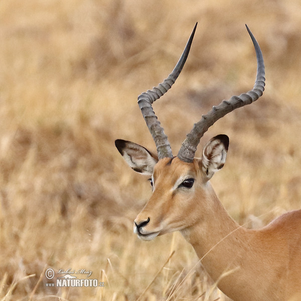 Schwarzfersenantilope (Aepyceros melampus)