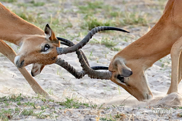 Schwarzfersenantilope (Aepyceros melampus)