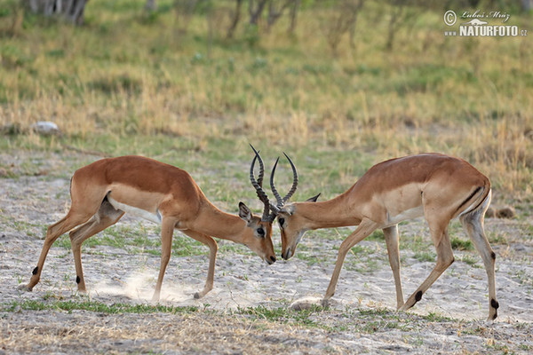 Schwarzfersenantilope (Aepyceros melampus)