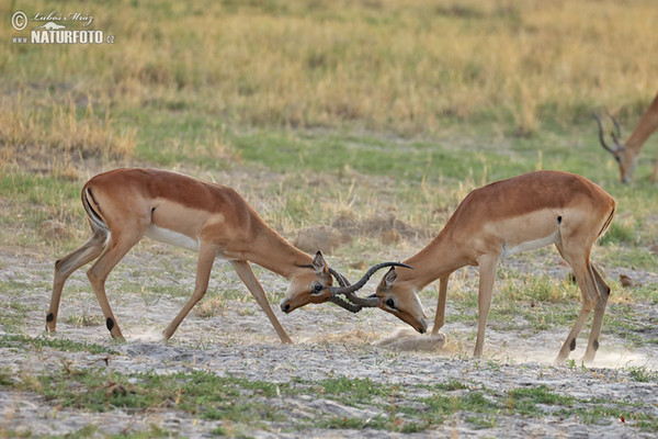 Schwarzfersenantilope (Aepyceros melampus)