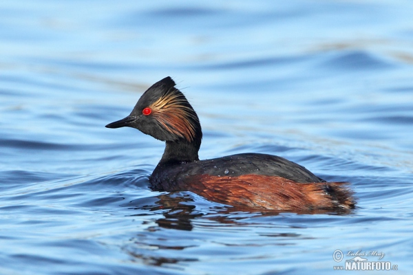 Schwarzhalstaucher (Podiceps nigricollis)