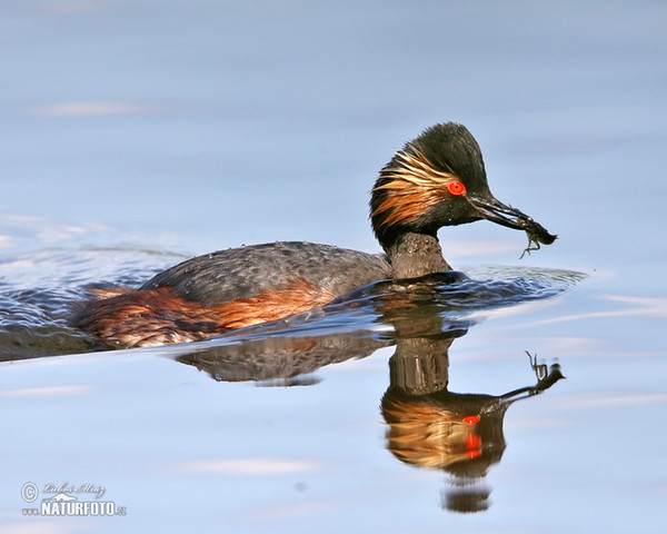 Schwarzhalstaucher (Podiceps nigricollis)