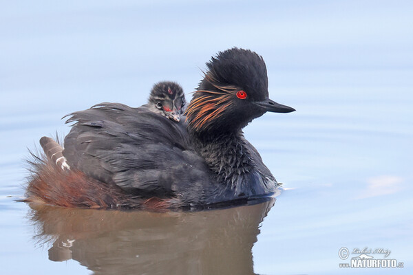 Schwarzhalstaucher (Podiceps nigricollis)