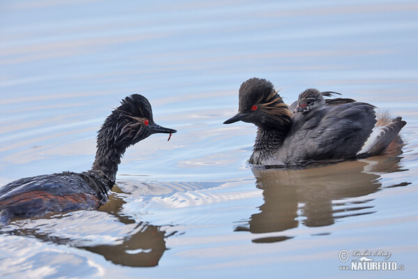 Schwarzhalstaucher (Podiceps nigricollis)