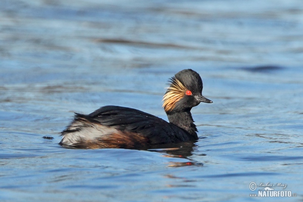 Schwarzhalstaucher (Podiceps nigricollis)