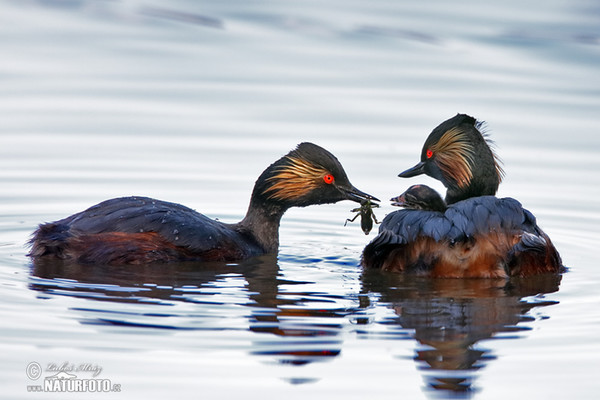 Schwarzhalstaucher (Podiceps nigricollis)