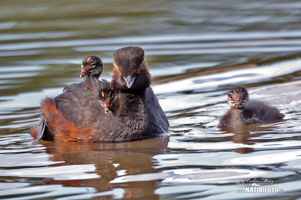 Schwarzhalstaucher (Podiceps nigricollis)