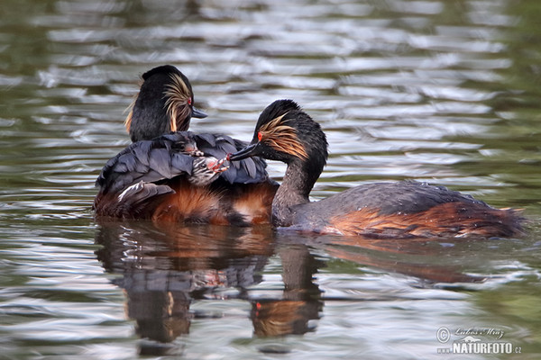 Schwarzhalstaucher (Podiceps nigricollis)