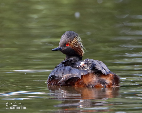 Schwarzhalstaucher (Podiceps nigricollis)