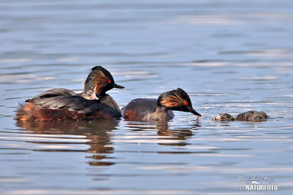 Schwarzhalstaucher (Podiceps nigricollis)