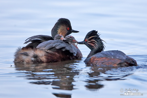 Schwarzhalstaucher (Podiceps nigricollis)