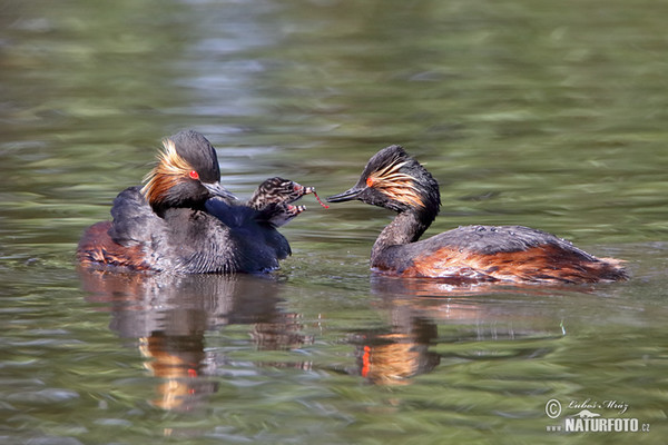 Schwarzhalstaucher (Podiceps nigricollis)